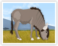 Wildebeest