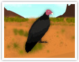 Turkey Vulture